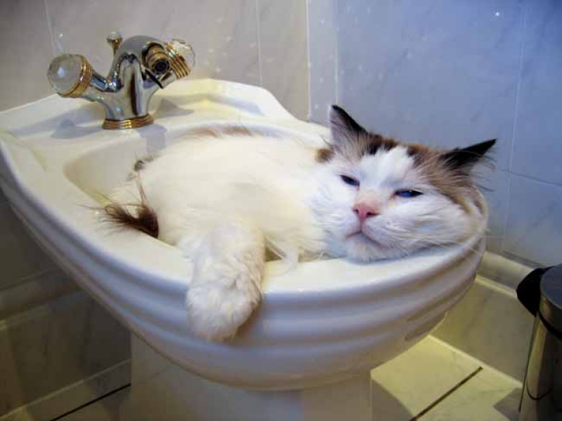 Chatbidet